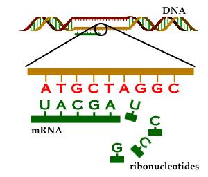 Transcription Transcription- RNA is made from a DNA template
