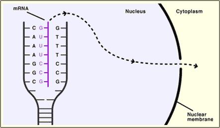 Transcription DNA is protected inside the nucleus.