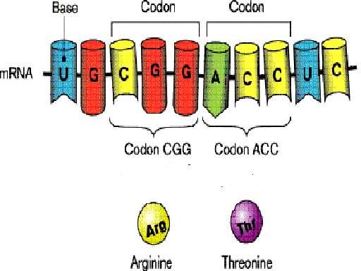 The flow of information from gene to protein is based on codons.