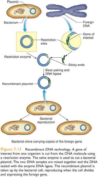 Genetic Engineering - moving genes from one organism to another Restriction Enzymes used to cut and splice DNA, cut at