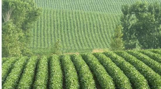 The weed-killer can be sprayed over the entire crop, killing all plants except the transgenic