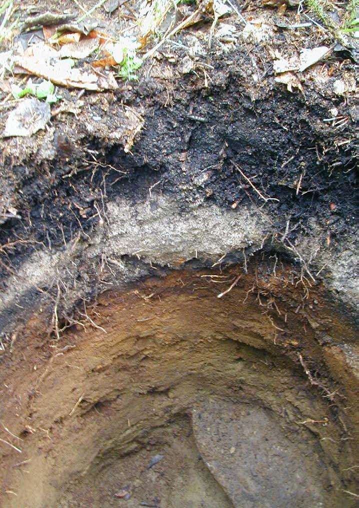 Soil Profile at Unknown