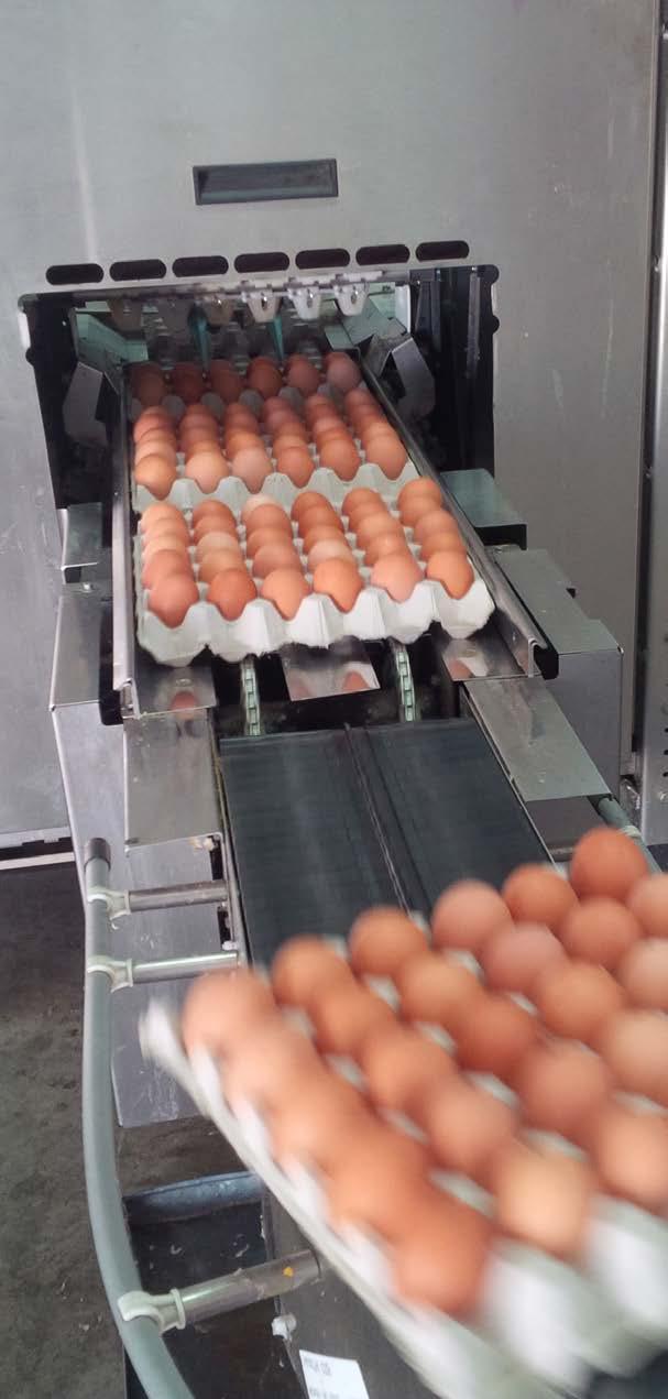 Australian Eggs Australian Eggs is the Industry Services Body to the Australian egg industry with responsibility for providing research and development, marketing and industry information services.