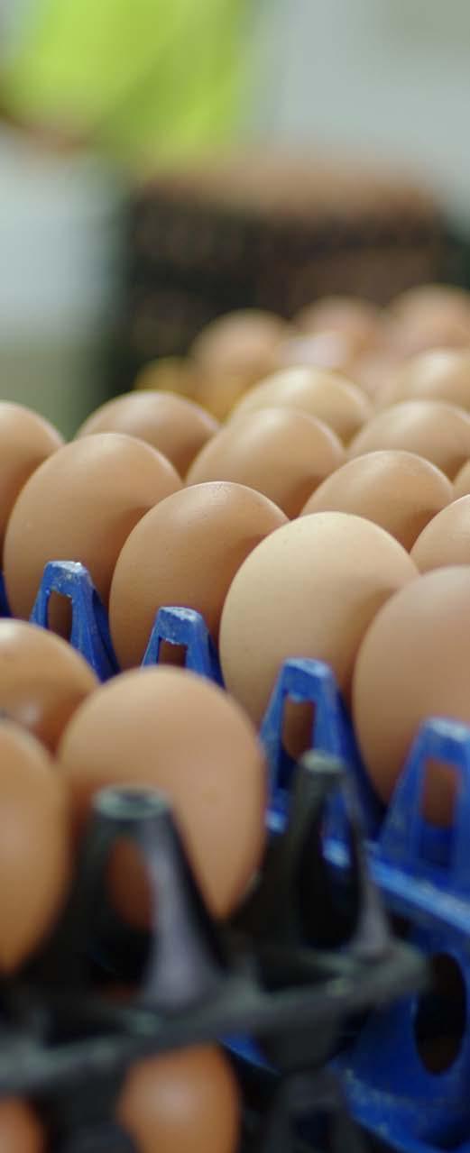 Sustainability Framework The Sustainability Framework is a process for defining what is socially, environmentally and economically responsible in the context of egg farming and providing a basis for