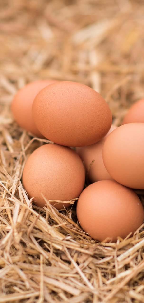 Ongoing process of improvement The value of the Sustainability Framework lies in an ongoing process that has the ability to build understanding between the public and the egg industry and contribute