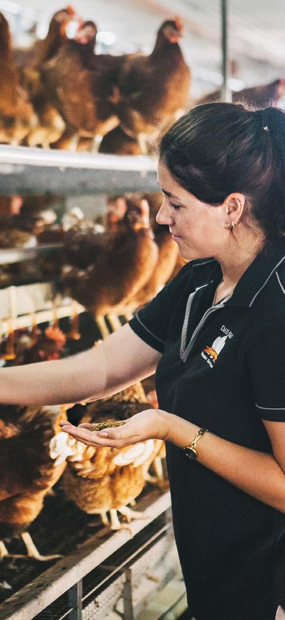 Scope The Sustainability Framework considers issues identified across the whole supply chain from inputs, to egg farming practices, distribution, retail, food services and export markets.