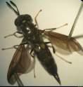 Stratiomyidae; ISBN : 978-979-493-610-8 Fly pupae
