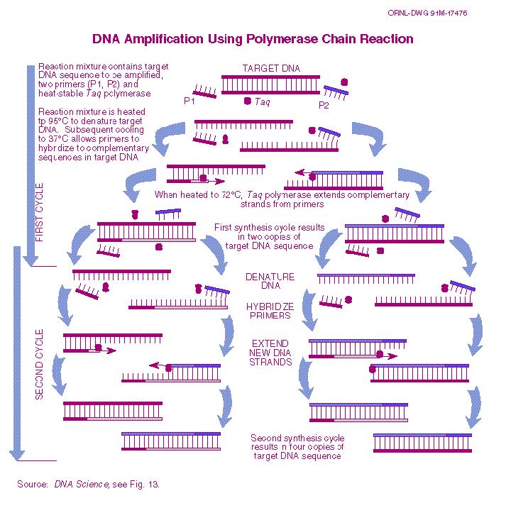POLYMERASE CHAIN REACTION: ADVANTAGES AND DRAWBACKS Claude Favrot, DVM, MsSc, Dip.ECVD Clinic for Small Animal Internal Medicine. Dermatology Unit. Vetsuisse Faculty in Zurich.