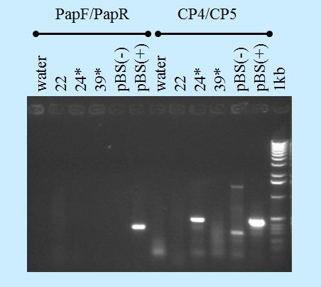 BASICS TO GET STARTED: PCR uses short segments of nucleotides, called primers. The sequences of these primers are complementary to the sequences of the target (microbe nucleic acids).
