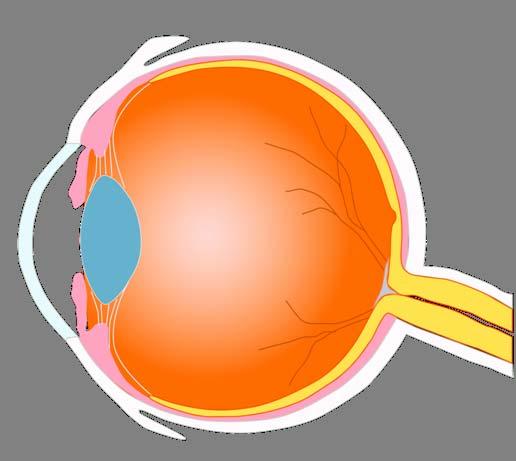 Anatomy of the Eye