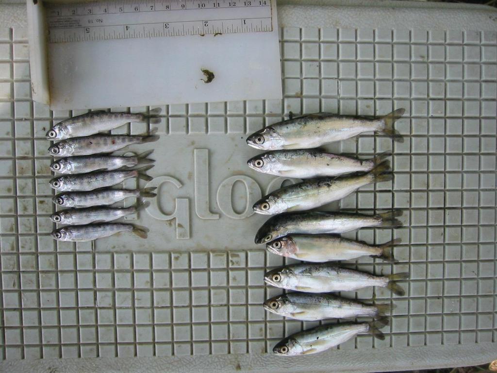 Wetlands Feed Fish (floodplain fatties)