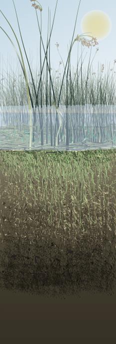 Land Surface Change (in) Carbon Capture Wetland Farm Bio-Sequestration Stops peat