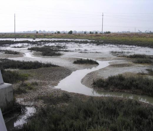 Wetland Sedimentation