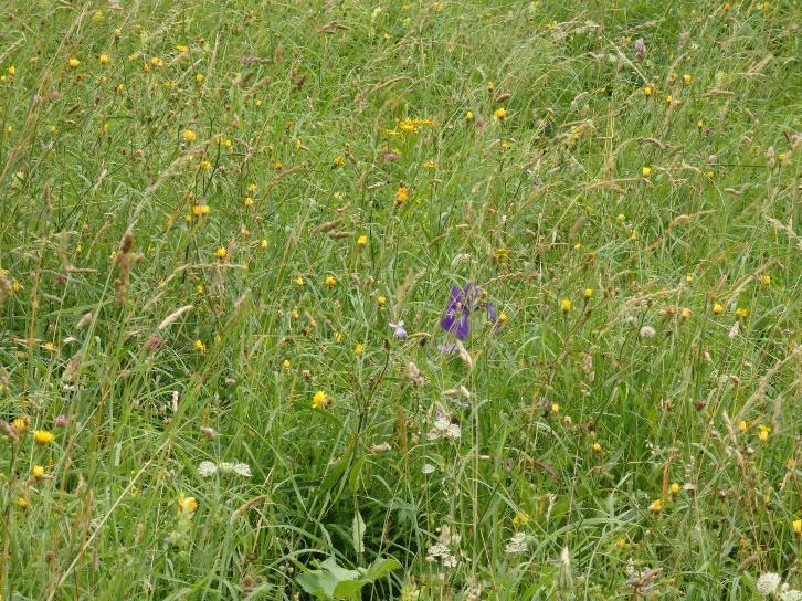 Other subsidies play indirectly an important role in hay meadows conservation: I Pillar CAP: coupled payments linked to basic payment for livestock farms in