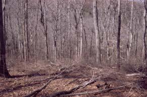 Wildlife Thinning Wildlife Thinning Use herbicides to inject and kill undesirable trees Allows more light to the forest floor