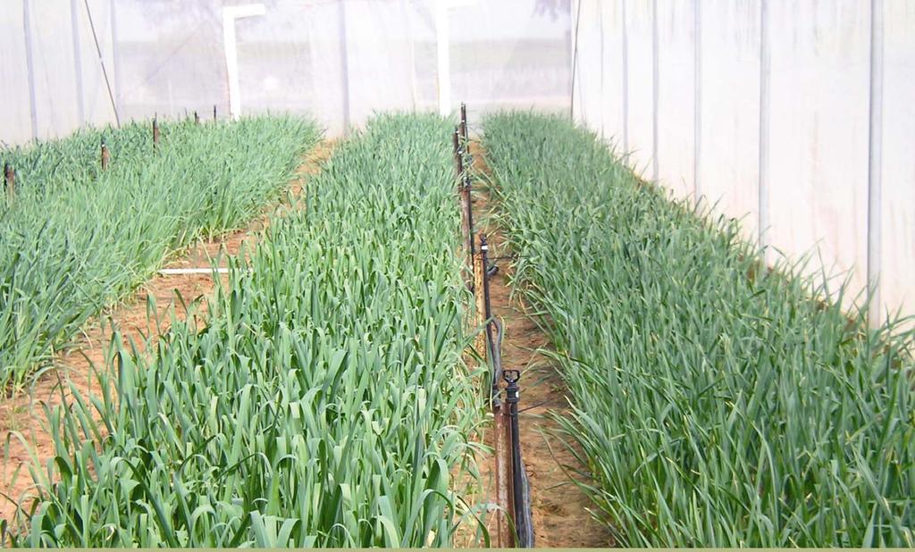 The French Government has granted AGP exclusive rights to virus free mother stock Garlic seed Within the Nursery there are 21 varieties & 79 clones Each variety can