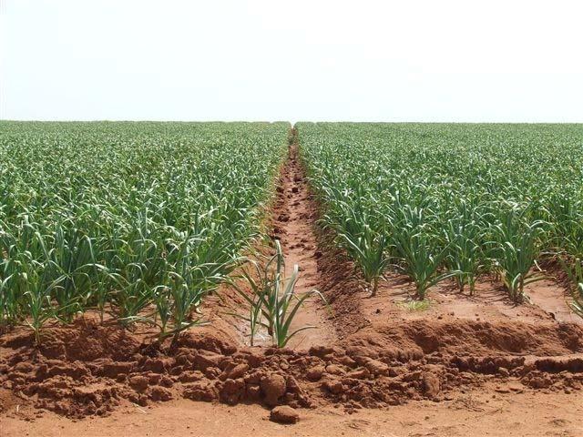 AGP fertilise and irrigate garlic crops as per AGP quality assurance standards AGP have developed the Australian Garlic Growing Manual which forms part of the overall W.
