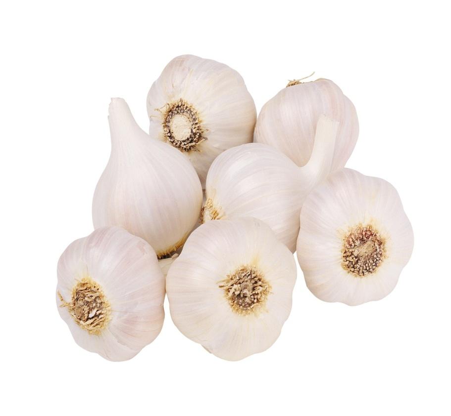 quantities but AGP are now in a position to offer a serious alternative to imported Garlic A significant opportunity exists for AGP to supply Australian