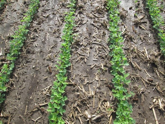 Conclusions PRE + POST herbicide strategy increased early-season