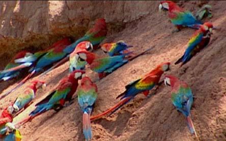 Macaws feed on a fruit that contain toxic compounds but immediately fly to the clay licks and