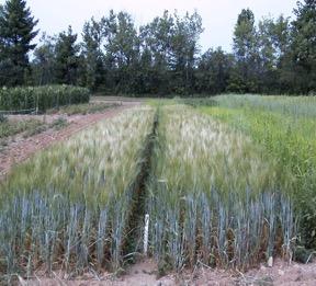 Double Crop Triticale or Rye Fall cover crop (September plant?