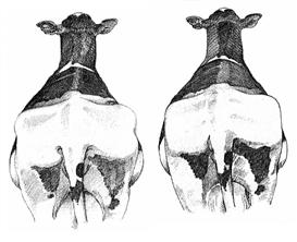 What do we know about calving fat cattle? Garnsworthy and Topps, 1982 Ingvartsen and Andersen, 2000 Douglas et al.