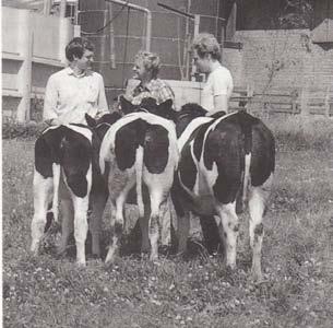 Remember these three heifers?