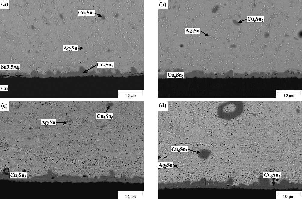 Intermetallic Reactions in Sn-3.5Ag Solder Ball Grid Array Packages with Ag/Cu and Au/Ni/Cu Pads 473 Fig. 3. Morphology of intermetallic compounds formed in the Sn-3.