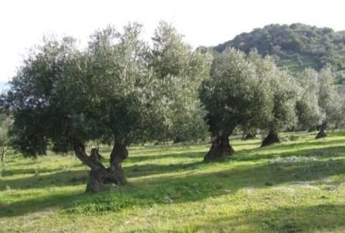 Main aspects of Andalucia RDP Public Investment Olive sector Subprogram 304 M Integrated Territorial Investment - Cádiz 121.