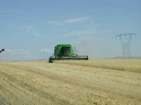 Long-term dryland wheat-fallow experiment 1994-present Alternating winter