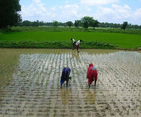 Challenges and opportunities: Agriculture System of Rice Intensification (SRI) Designed to benefit farmers with small holdings Increases productivity by