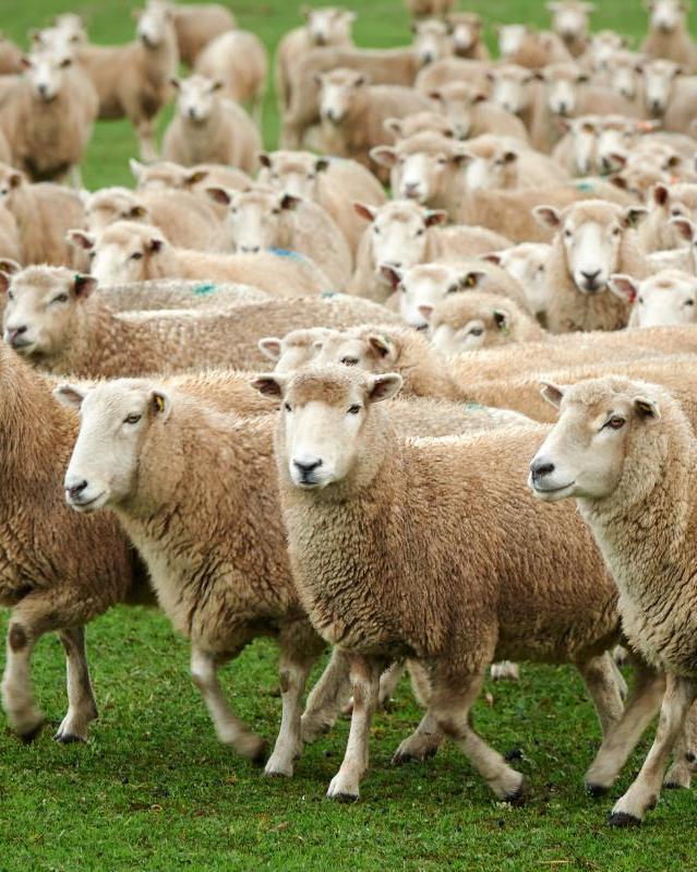 Sheep In 2016, Australia exported 374,484 tonnes (swt) of sheepmeat. Key export markets Australia exported 374,484 tonnes (swt) of sheepmeat in 2016, increasing by 26.8% from 2012.