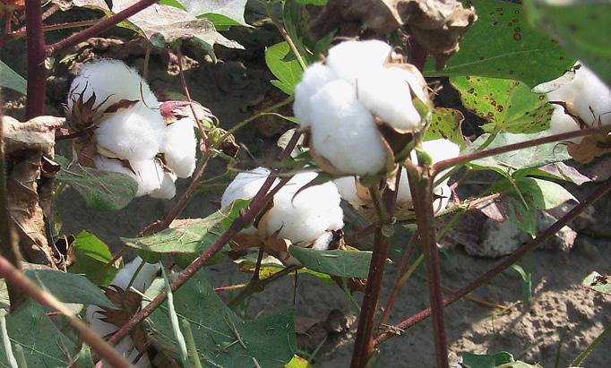 Price Loss Coverage (PLC) payments. The following is a summary of the proposed changes to MPP and the addition of seed cotton as a covered commodity.