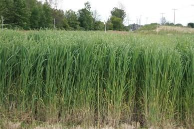 New Commodity Crop (continued) P A G E 2 acres from row crops into switchgrass, farmers can capture increased profits while decreasing the farms impact on local waterways.