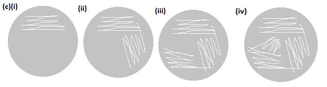 [Note that on a PC, your cursor acts as the inoculating loop] Figure 6: First stages in the experimental process to confirm the presence of E coli 0157 in a sample.