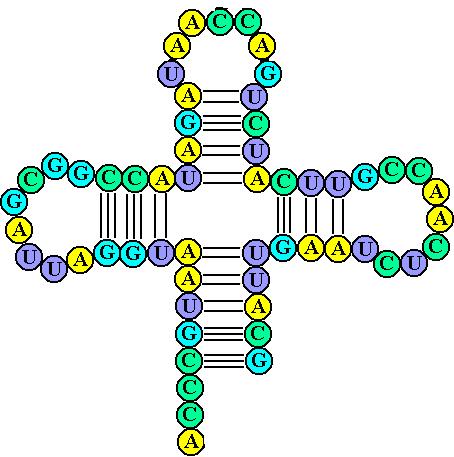 Noncoding RNA (ncrna) Fold into secondary structure Base pair