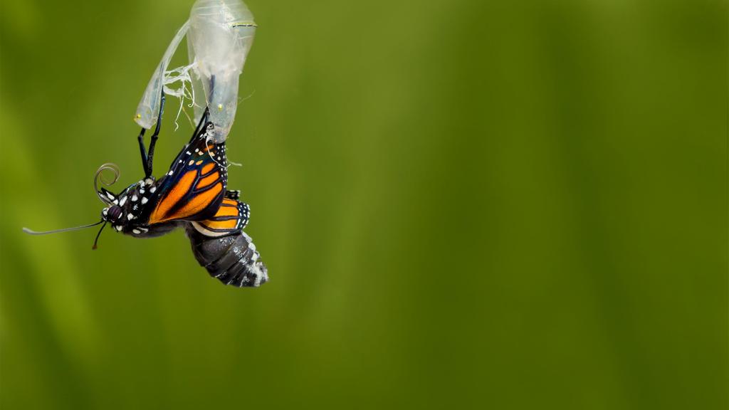 Digital Transformation Defined Transformation is a more caterpillar to butterfly process, moving gracefully from one way of working to an entirely new one, replacing ways of functioning completely to