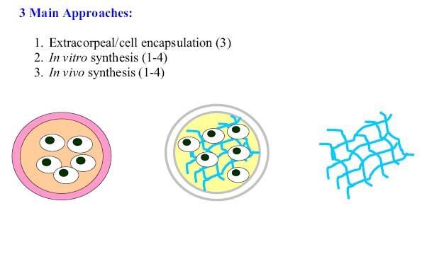3 Main Approaches to TE: Extracorpeal/cell