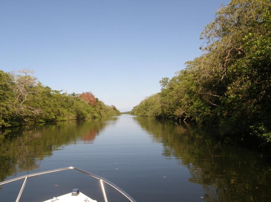 potential extent of mangroves are doubled of current status Water quality improvement function +