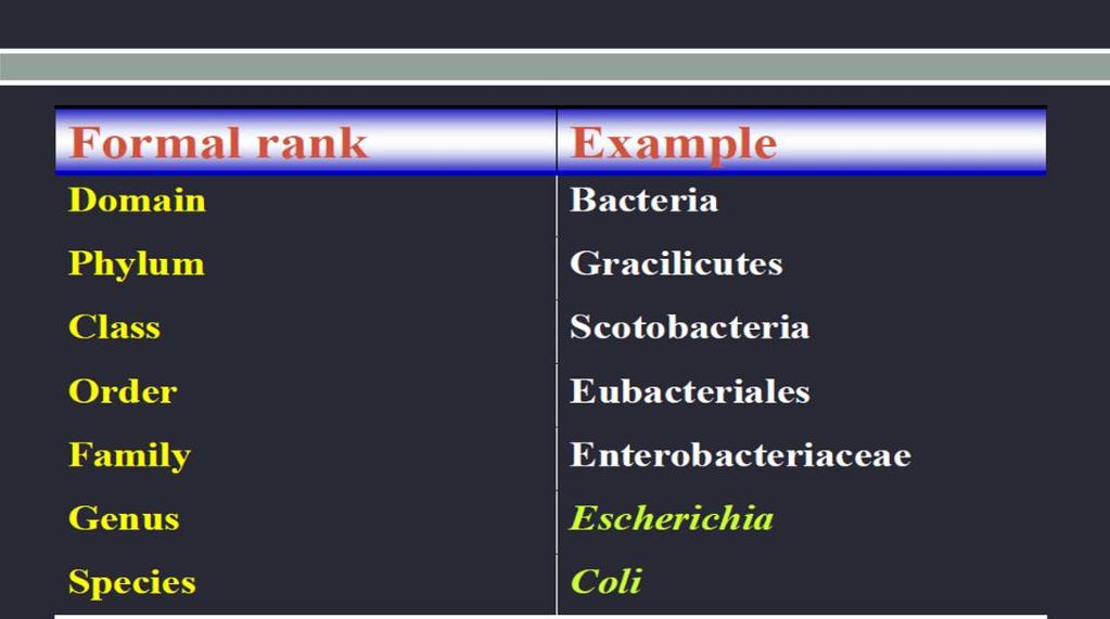 Taxonomic Rank: Species Genus Family Order Class Division or Phylum Kingdom or Domain Example: Species: the basic and the most important taxonomic group in bacterial systemic, the