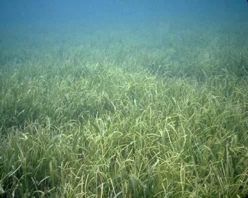 Vulnerable Habitats at Local and Regional Scale Submerged Aquatic Vegetation (SAV) Forcing