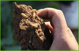 micro and macrofauna, such as earthworms ** manifest themselves in reduced cropping risks,