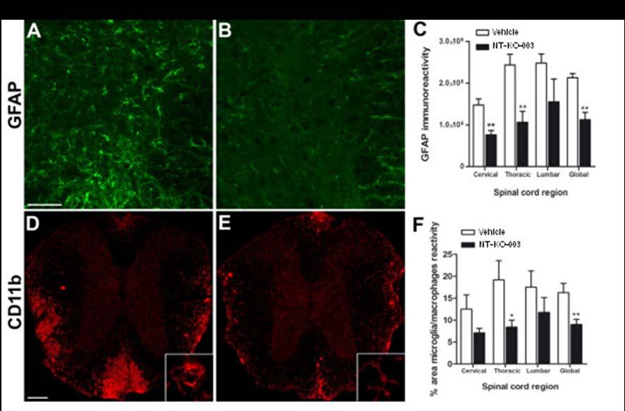 Mechanism of Action (III) CNS anti-inflammatory (glial mediated) reduces glial reactivity in the spinal cord of EAE mice GFAP immunostaining of spinal cord sections vehicle- and -treated EAE mice (A