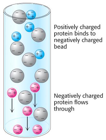 Cationic-exchange chromatography The beads are