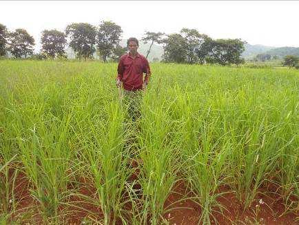Farmers Voices from the Field: Name of Farmer: Dambu Gunjia, Village Gadiagumma, Block: Nandapur, Koraput I was astonished to discover that Ragi intensification has more than doubled the yield of my