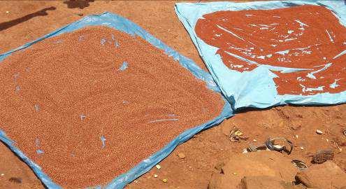 The people grind ragi to make flour and consume as gruel, a part of their daily diet, prepare a kind of local bread mixed with jaggery and also used for preparation of different dishes.