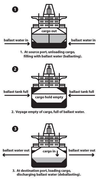 Ballast Water Purpose: ship balance & stability, submerged propeller & rudder