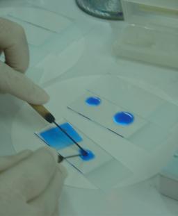 3.1.11. Examination of microorganisms Count # of only bacterial colonies on the NA plates using Colony counter.
