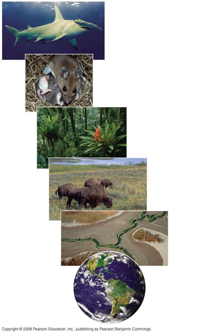 Fig. 52-2 Organismal ecology Population ecology Community ecology Ecosystem ecology Landscape