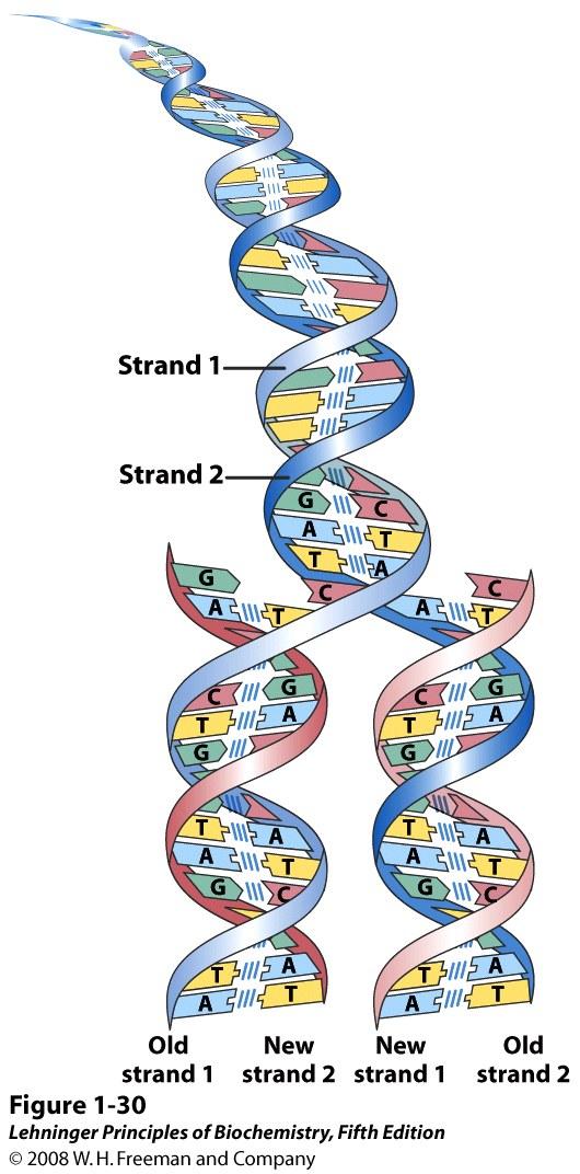 l base excision repair! l nucleotide excision repair! l direct repair! Replication: DNA DNA! Replication is semiconservative! Meselson-Stahl! Experiment:! Semiconservative model!